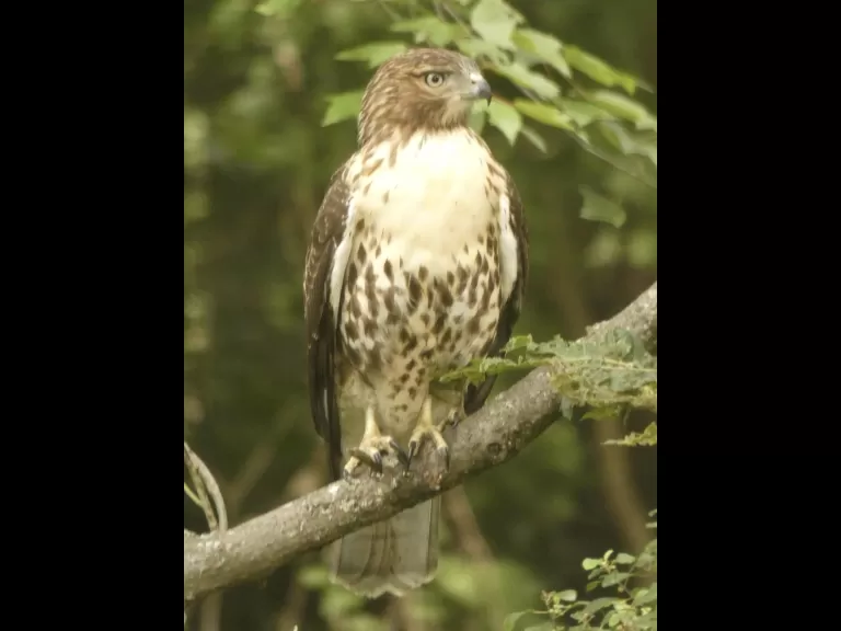 A red-tailed hawk in Sudbury, photographed by Sharon Tentarelli.