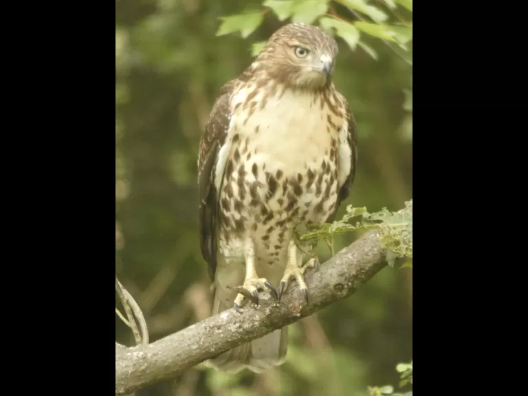 A red-tailed hawk in Sudbury, photographed by Sharon Tentarelli.