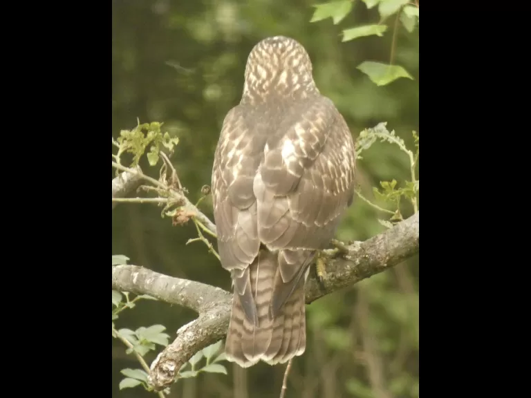 A red-tailed hawk in Sudbury, photographed by Sharon Tentarelli.
