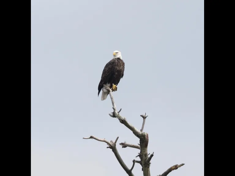 A bald eagle at the Sudbury Reservoir in Southborough, photographed by Steve Forman.