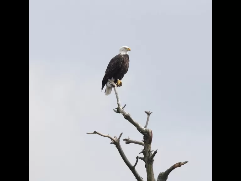 A bald eagle at the Sudbury Reservoir in Southborough, photographed by Steve Forman.