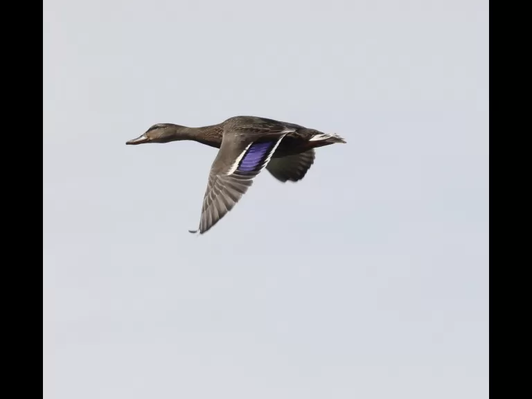 A great blue heron at Farm Pond in Framingham, photographed by Steve Forman.