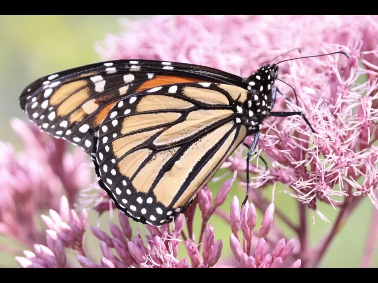 A great blue heron at Farm Pond in Framingham, photographed by Steve Forman.