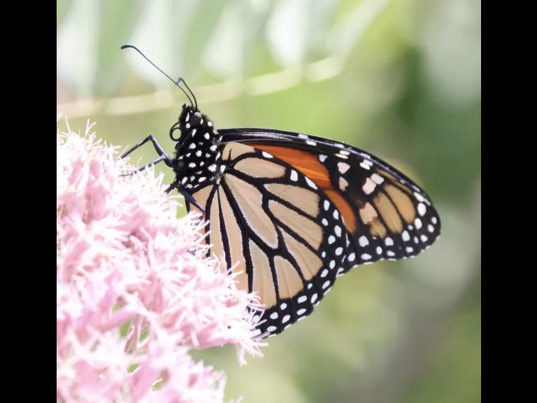 A great blue heron at Farm Pond in Framingham, photographed by Steve Forman.