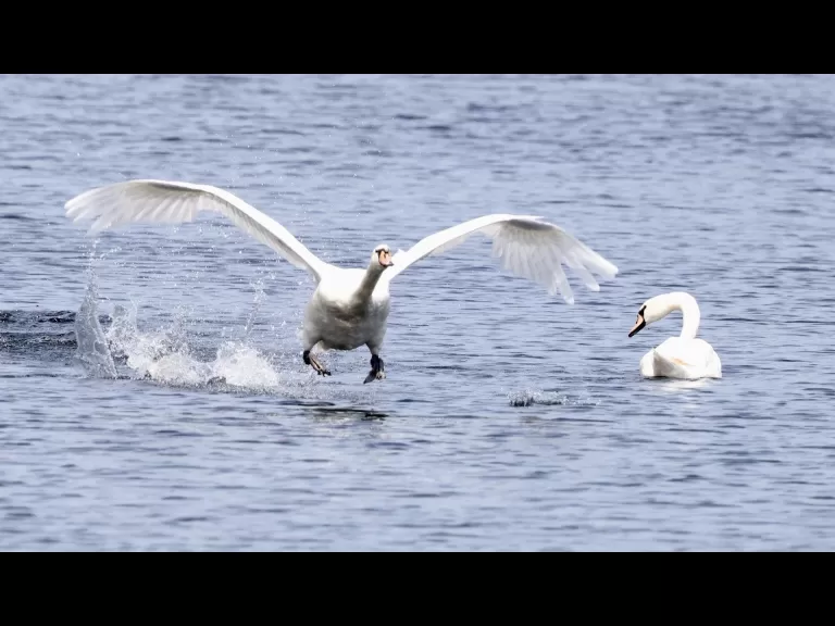 A great blue heron at Farm Pond in Framingham, photographed by Steve Forman.