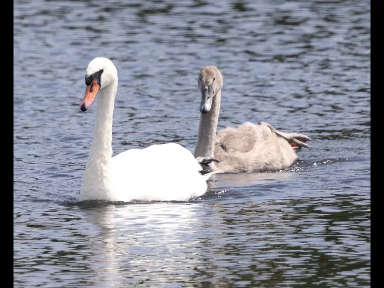 A great blue heron at Farm Pond in Framingham, photographed by Steve Forman.