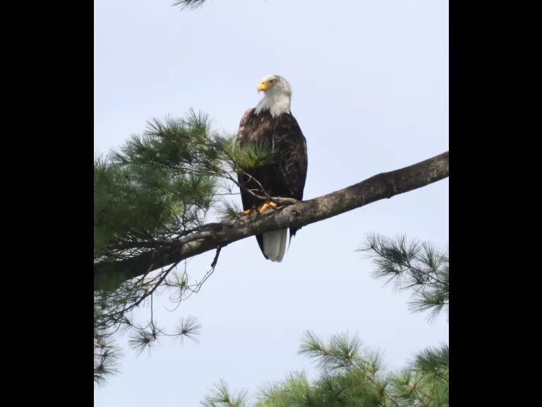 A bald eagle at Foss Reservoir in Framingham, photographed by Steve Forman.