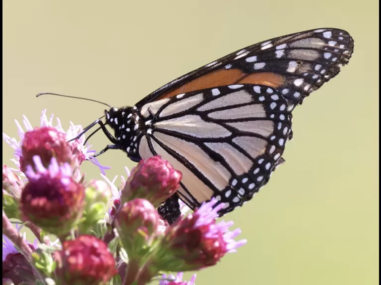 A downy woodpecker at Breakneck Hill Conservation Land in Southborough, photographed by Steve Forman.