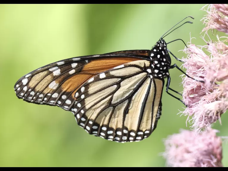 A downy woodpecker at Breakneck Hill Conservation Land in Southborough, photographed by Steve Forman.