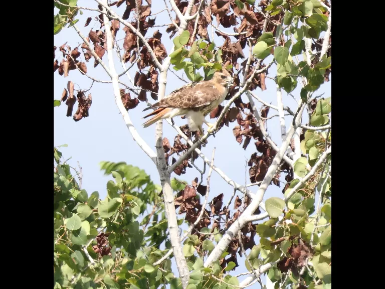 A downy woodpecker at Breakneck Hill Conservation Land in Southborough, photographed by Steve Forman.