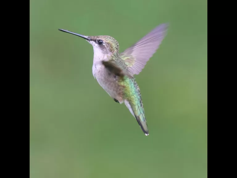 An eastern chipmunk in Framingham, photographed by Steve Forman.