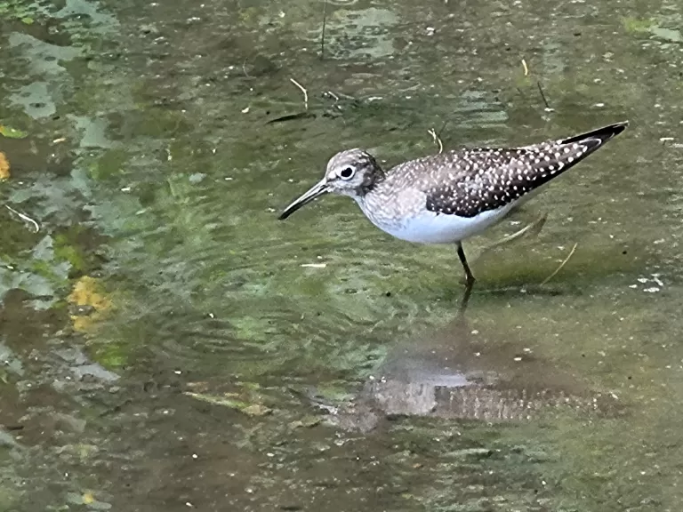 A solitary sandpiper at Greenways Conservation Area in Wayland, photographed by Nicci Meadow.
