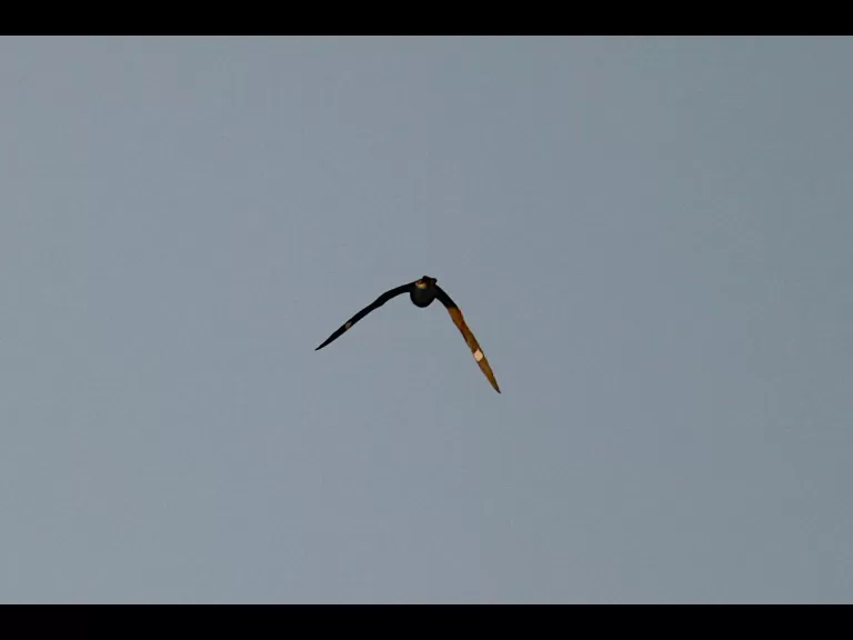 An American goldfinch at SVT's Memorial Forest in Sudbury, photographed by Craig Smith.