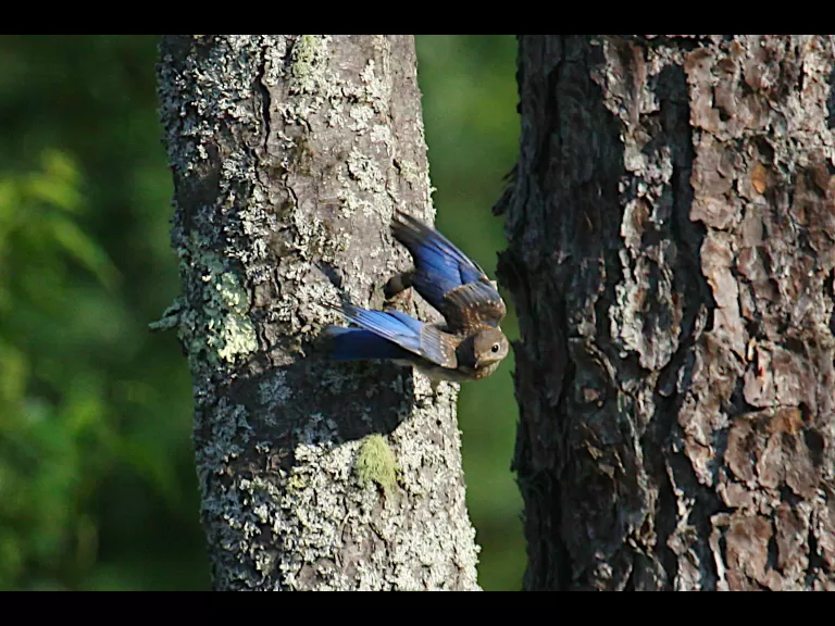 An American goldfinch at SVT's Memorial Forest in Sudbury, photographed by Craig Smith.