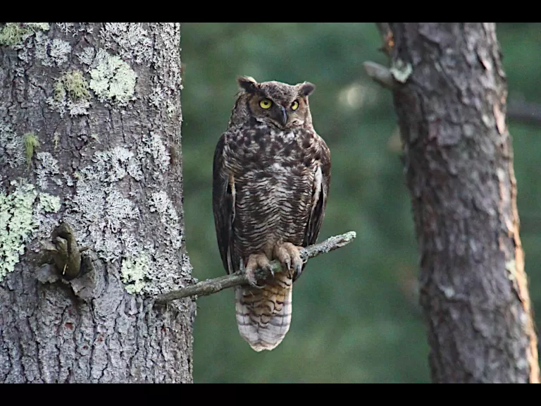 An American goldfinch at SVT's Memorial Forest in Sudbury, photographed by Craig Smith.