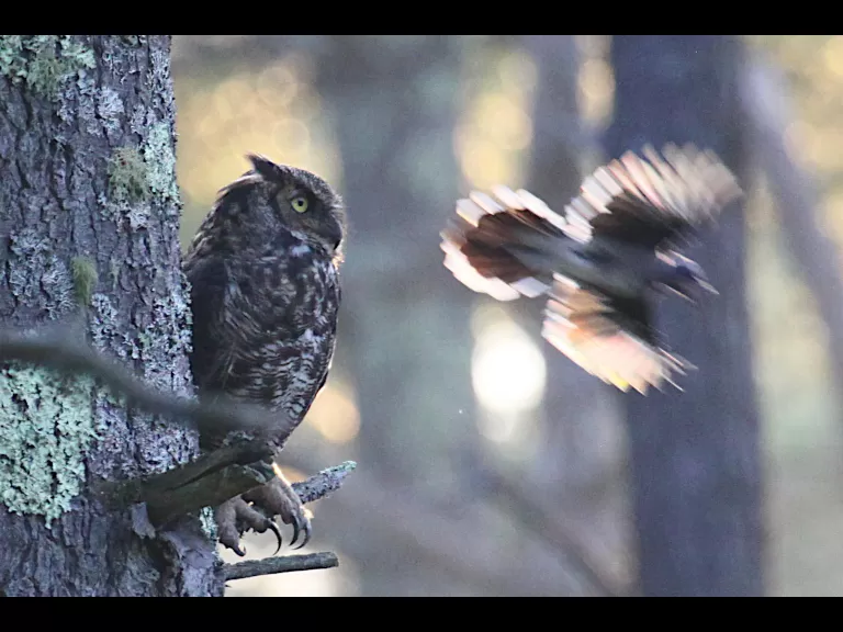 An American goldfinch at SVT's Memorial Forest in Sudbury, photographed by Craig Smith.