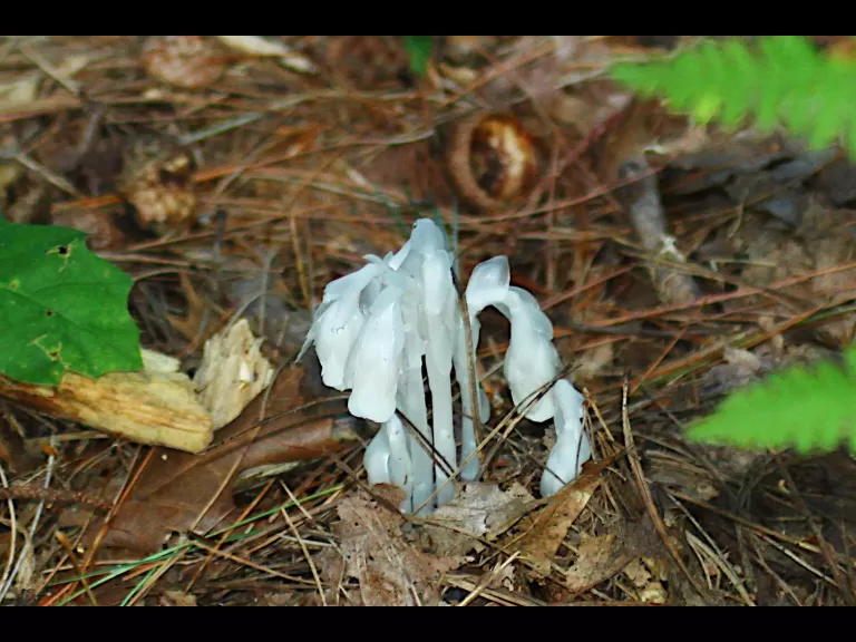 An American goldfinch at SVT's Memorial Forest in Sudbury, photographed by Craig Smith.