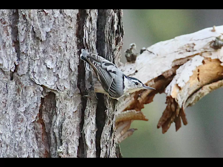 An American goldfinch at SVT's Memorial Forest in Sudbury, photographed by Craig Smith.
