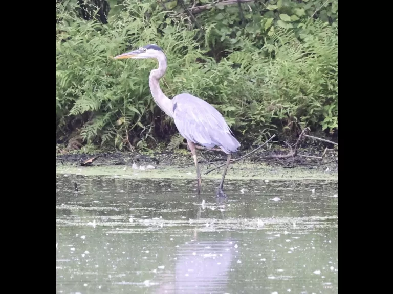 Canada geese at Hager Pond in Marlborough, photographed by Steve Forman.