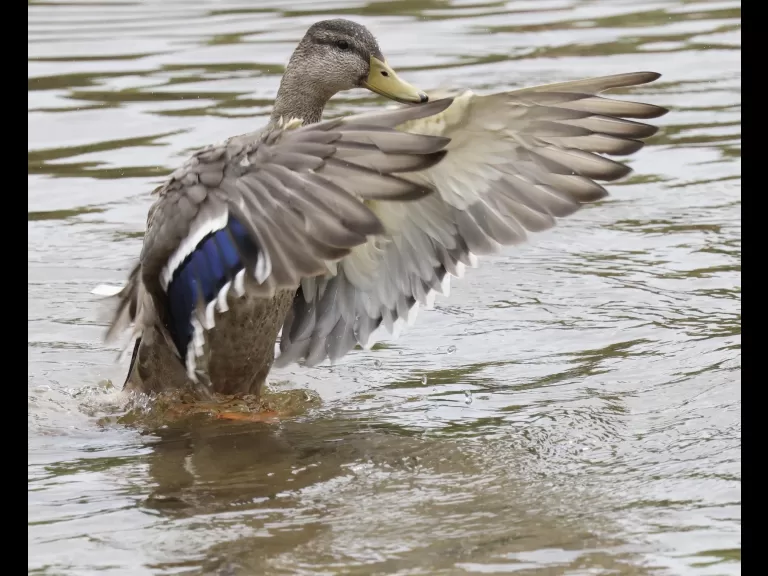Canada geese at Hager Pond in Marlborough, photographed by Steve Forman.