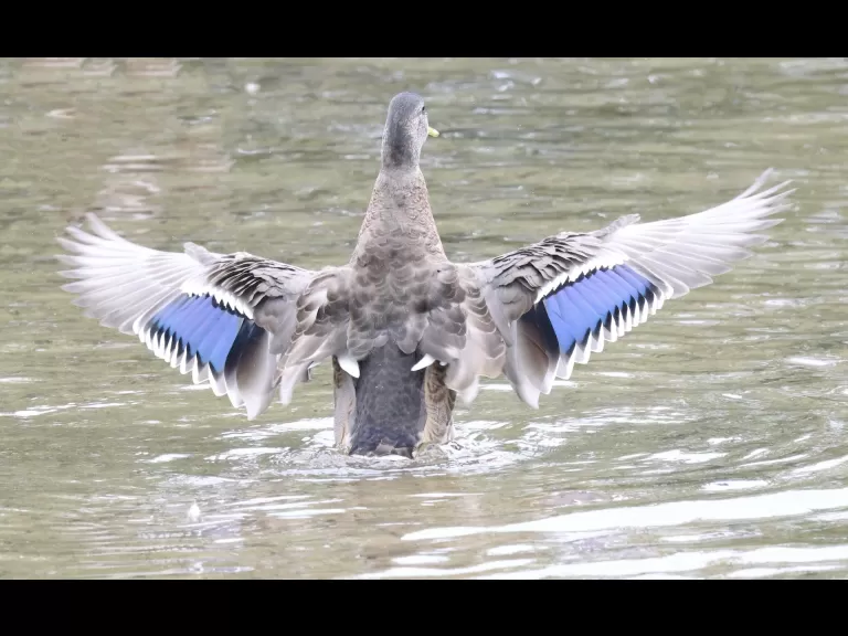 Canada geese at Hager Pond in Marlborough, photographed by Steve Forman.