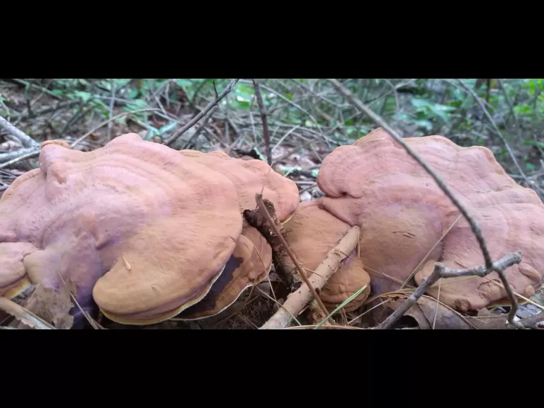 Mushrooms at SVT's Memorial Forest in Sudbury, photographed by William Watt.