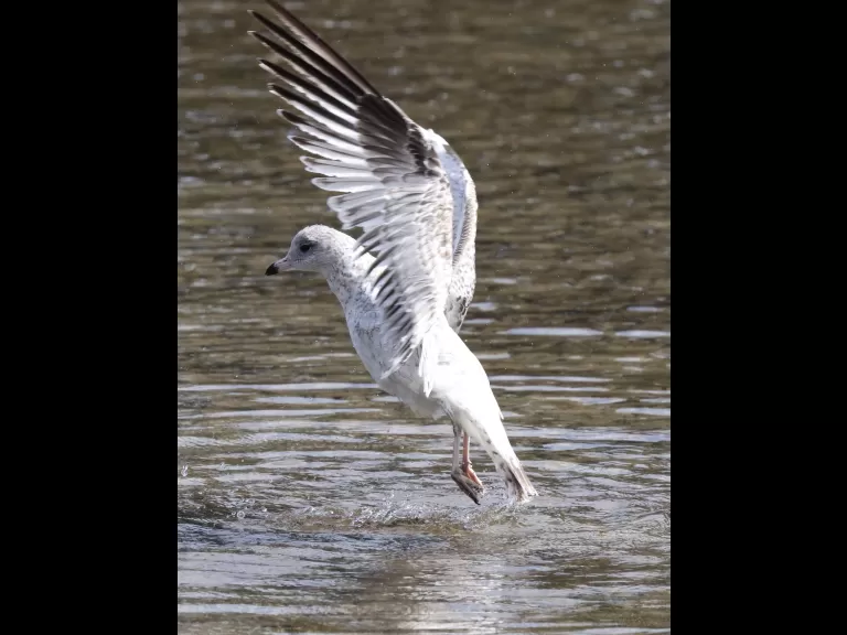 Canada geese at Hager Pond in Marlborough, photographed by Steve Forman.