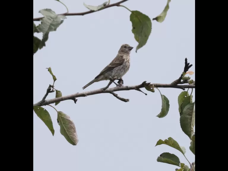 An American goldfinch at Breakneck Hill Conservation Land in Southborough, photographed by Steve Forman.