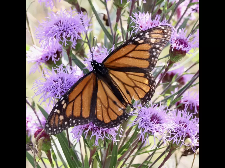 An American goldfinch at Breakneck Hill Conservation Land in Southborough, photographed by Steve Forman.