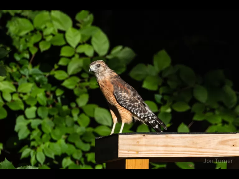 A green heron in Bolton, photographed by Jon Turner.