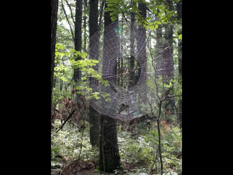 A spider's web in Concord, photographed by Gail Sartori.