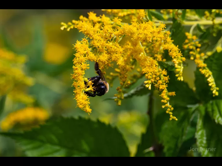 A bumble bee at Breakneck Hill Conservation Land in Southborough, photographed by Jon Turner.