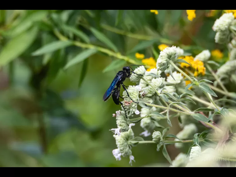 A bumble bee at Breakneck Hill Conservation Land in Southborough, photographed by Jon Turner.