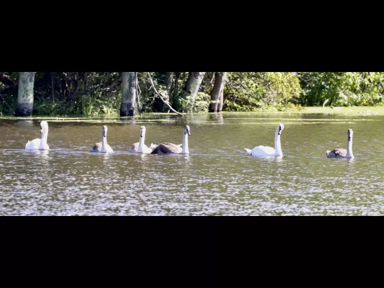 Mute swans at Hager Pond in Marlborough, photographed by Steve Forman.