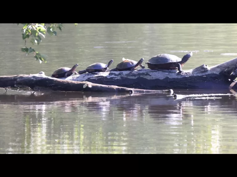 Mute swans at Hager Pond in Marlborough, photographed by Steve Forman.