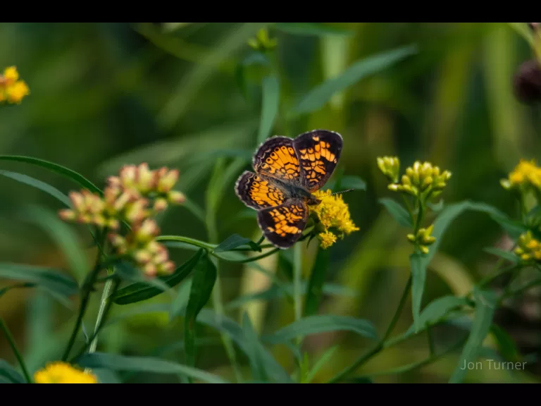 A bumble bee at Breakneck Hill Conservation Land in Southborough, photographed by Jon Turner.