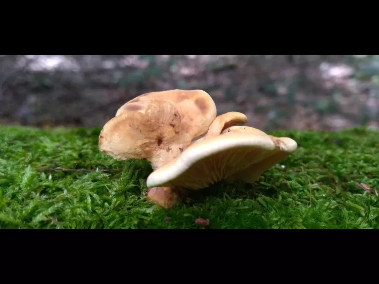Mushrooms at SVT's Walkup and Robinson Memorial Reservation in Westborough, photographed by William Watt.