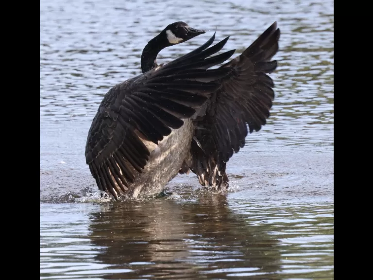 Mute swans at Hager Pond in Marlborough, photographed by Steve Forman.