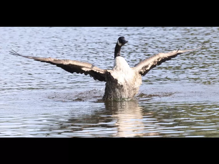 Mute swans at Hager Pond in Marlborough, photographed by Steve Forman.