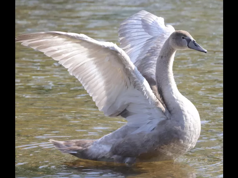 Mute swans at Hager Pond in Marlborough, photographed by Steve Forman.