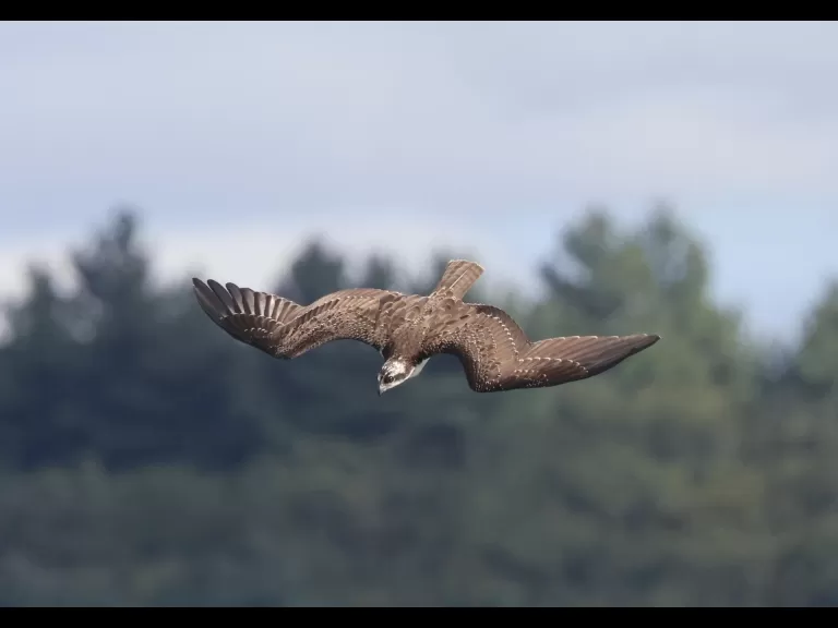 An osprey at Hager Pond in Marlborough, photographed by Steve Forman.