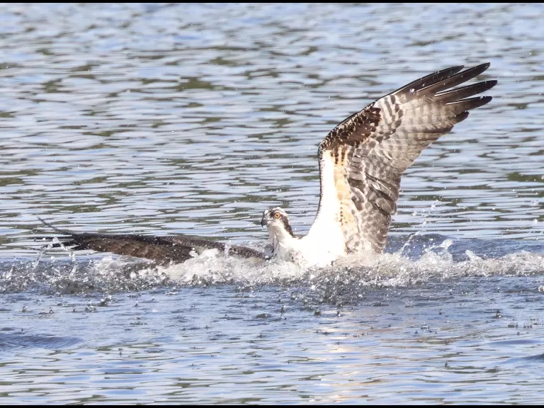 An osprey at Hager Pond in Marlborough, photographed by Steve Forman.