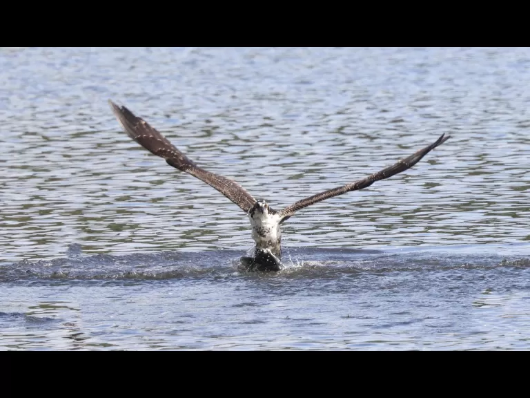 An osprey at Hager Pond in Marlborough, photographed by Steve Forman.