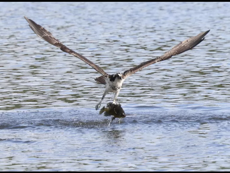 An osprey at Hager Pond in Marlborough, photographed by Steve Forman.