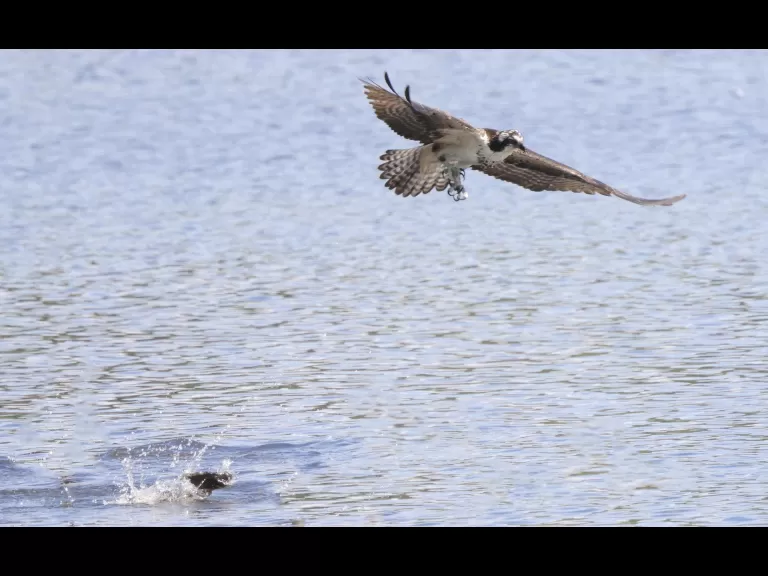 An osprey at Hager Pond in Marlborough, photographed by Steve Forman.