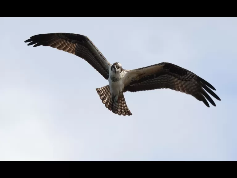 An osprey at Hager Pond in Marlborough, photographed by Steve Forman.