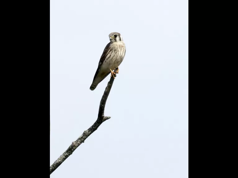 An American kestrel at Breakneck Hill Conservation Land in Southborough, photographed by Steve Forman.
