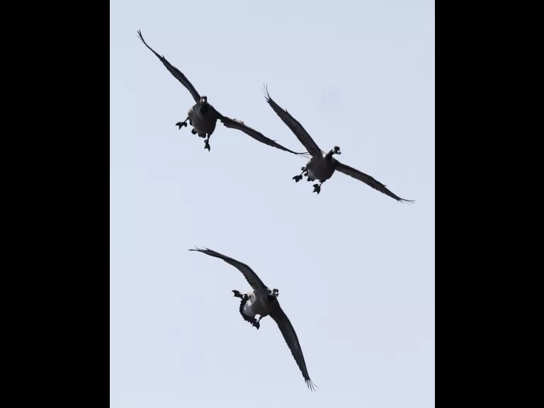 Canada geese at Hager Pond in Marlborough, photographed by Steve Forman.