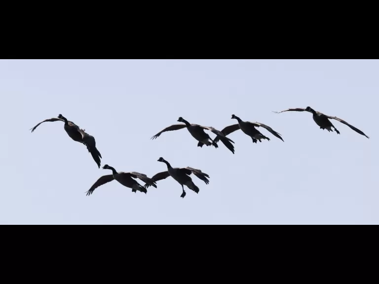 Canada geese at Hager Pond in Marlborough, photographed by Steve Forman.