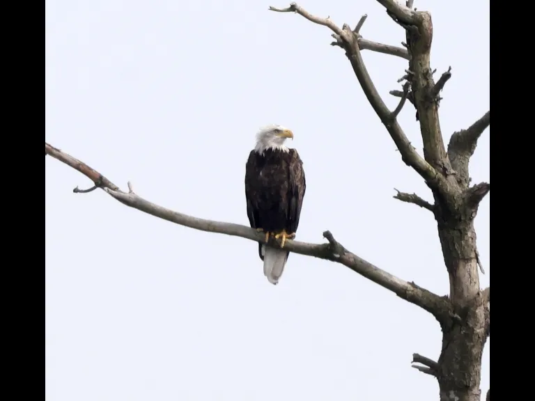 A bald eagle at the Sudbury Reservoir in Southborough, photographed by Steve Forman.
